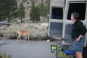 Rex and deer in campground