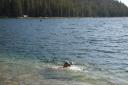 Jensen swimming in Tenaya Lake