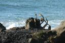 Kelp on the rocks