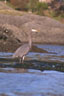 Great Blue Heron, resting on the kelp bed