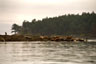A Great Blue Heron watches over an island full of Harbor Seals.